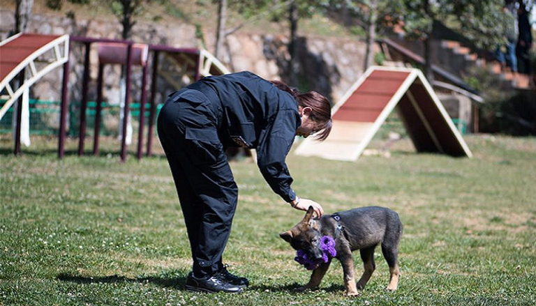 "كونشيون" أول كلب شرطي مستنسخ يبدأ تدريباته في قاعدة بالصين