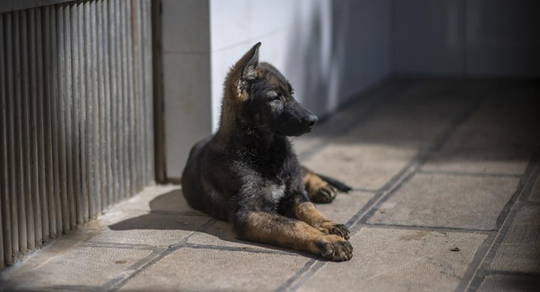 "كونشيون" أول كلب شرطي مستنسخ يبدأ تدريباته في قاعدة بالصين