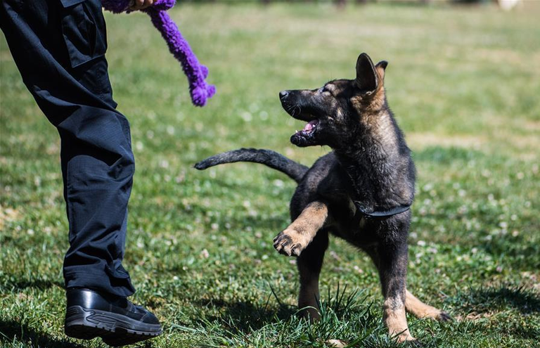 "كونشيون" أول كلب شرطي مستنسخ يبدأ تدريباته في قاعدة بالصين