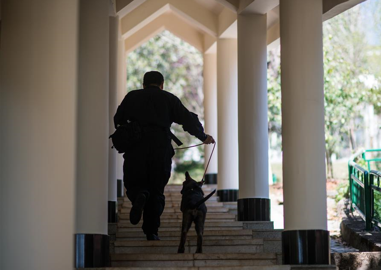 "كونشيون" أول كلب شرطي مستنسخ يبدأ تدريباته في قاعدة بالصين