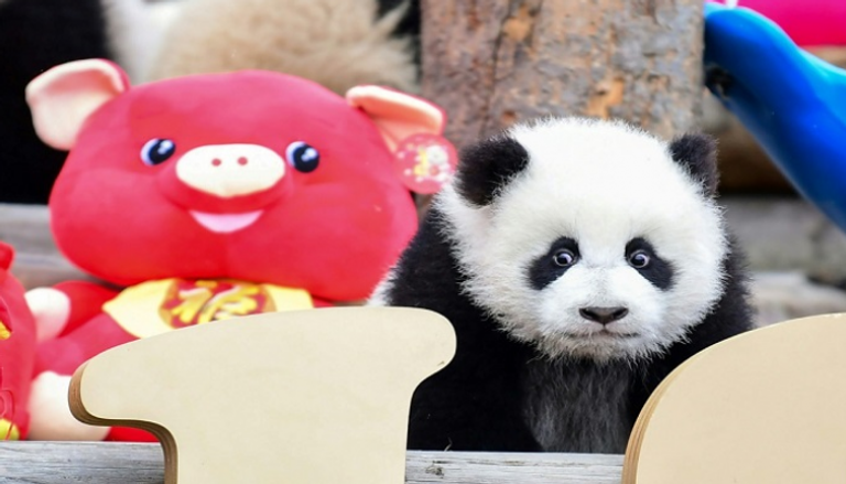 حديقة أمريكية تودع حيواني باندا سيعودان إلى الصين