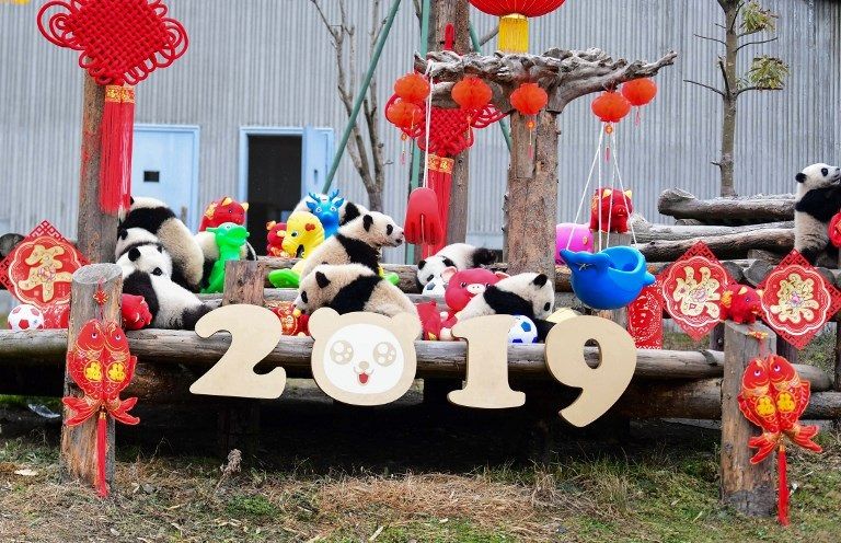 حديقة أمريكية تودع حيواني باندا سيعودان إلى الصين