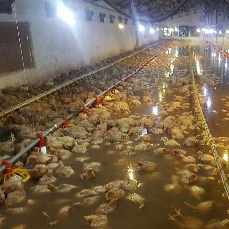 تضرر مزرعة دواجن جراء السيول في إيران