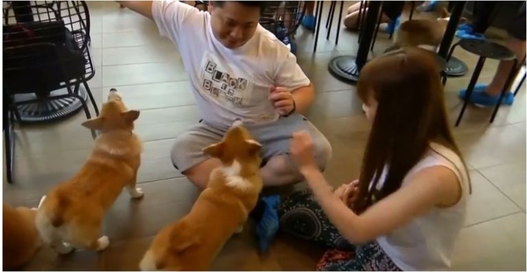 كلاب "كورجي" ترحب بالزوار في مقهى بتايلاند