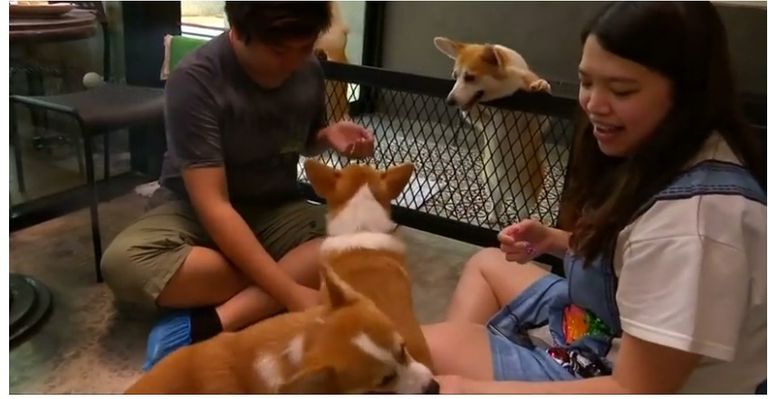 كلاب "كورجي" ترحب بالزوار في مقهى بتايلاند