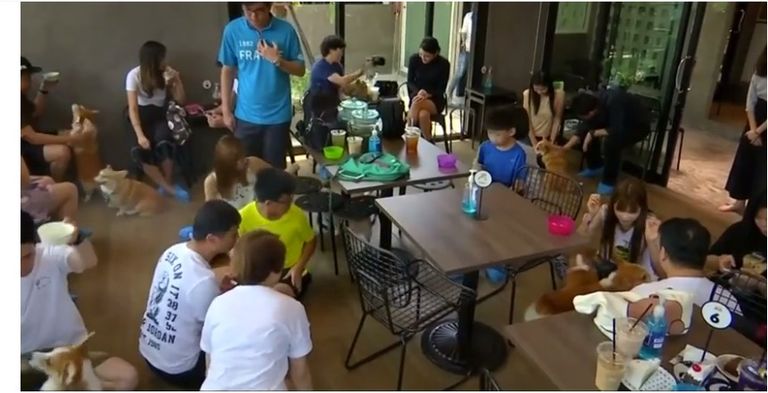 كلاب "كورجي" ترحب بالزوار في مقهى بتايلاند