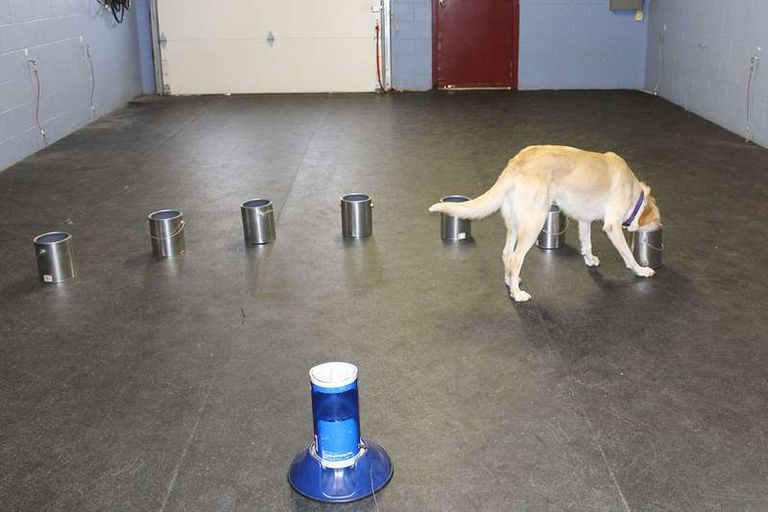 الكلاب تتدرب على شم المرض