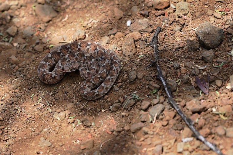 ثعابين المامباس الخضراء والسوداء كابوس قاتل يلدغ الكينيين