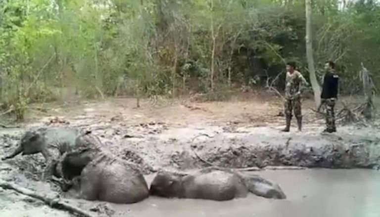 عملية إنقاذ لأفيال صغيرة علقت في حفرة طينية بتايلاند  