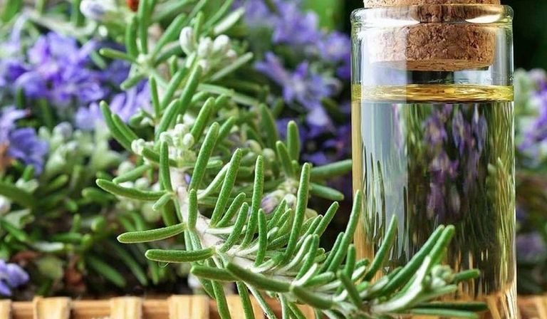 إكليل الجبل لتقوية العضلات أعشاب وأطعمة لتقوية العضلات