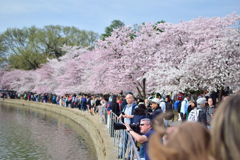 الزوار يتدفقون على الحديقة الوطنية للاستمتاع بمنظر تفتح أزهار الكرز