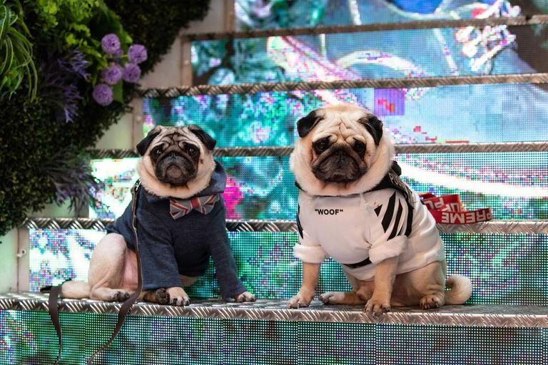 من ختام فعاليات أسبوع لندن للكلاب