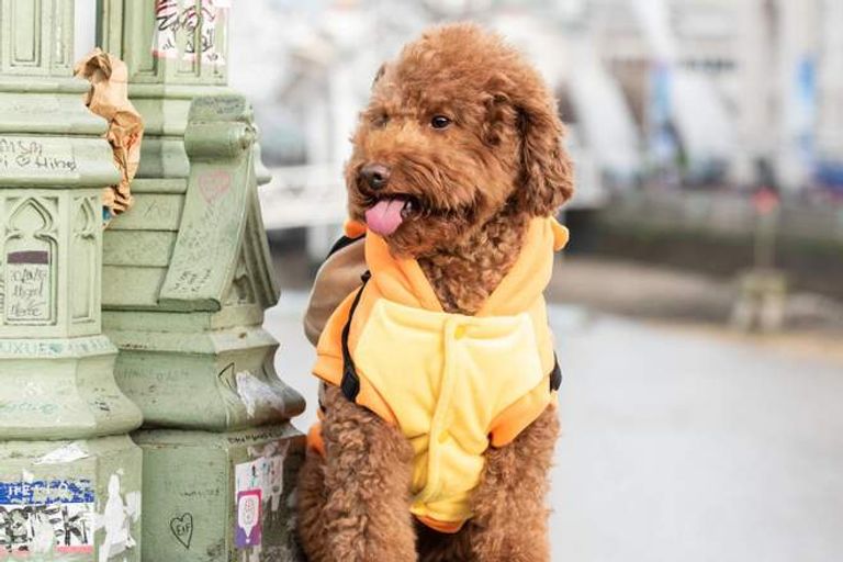 من ختام فعاليات أسبوع لندن للكلاب