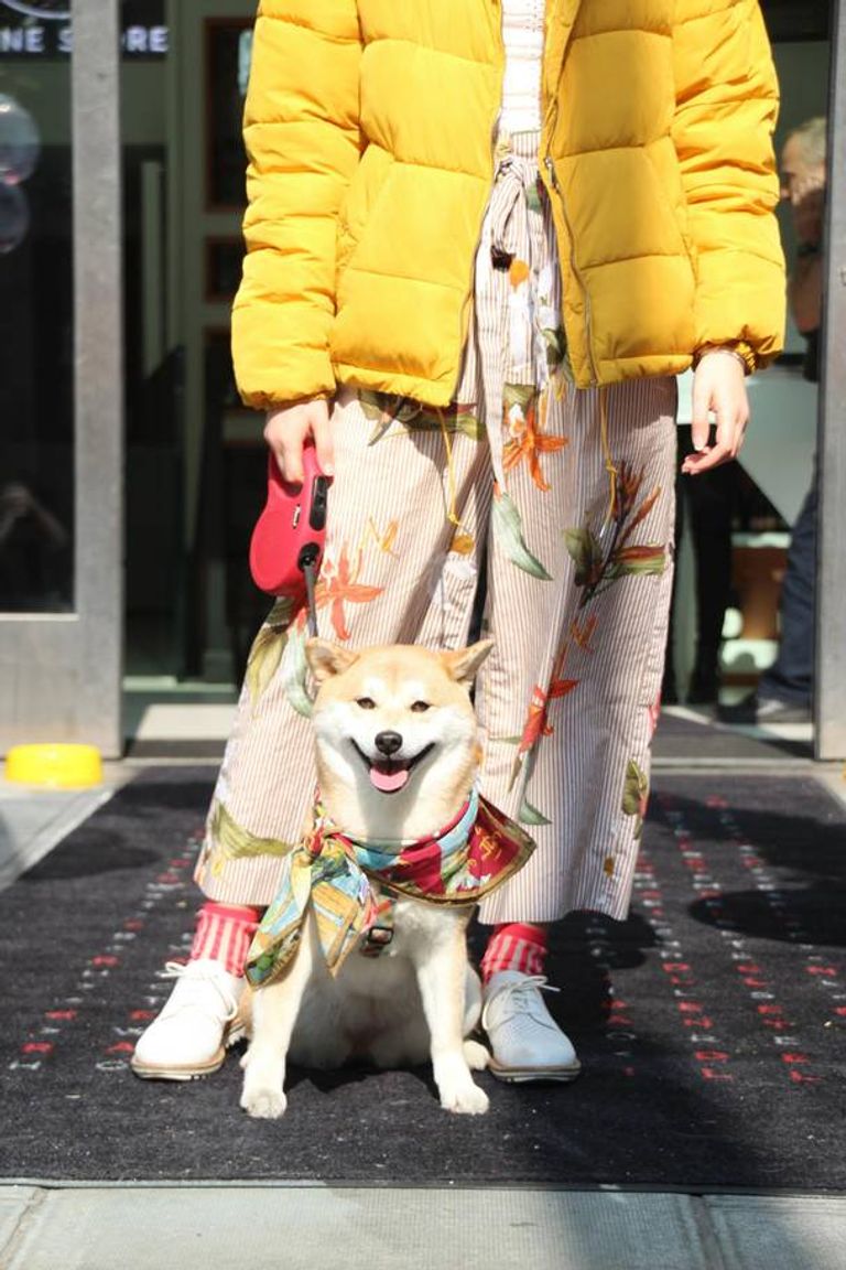 من ختام فعاليات أسبوع لندن للكلاب