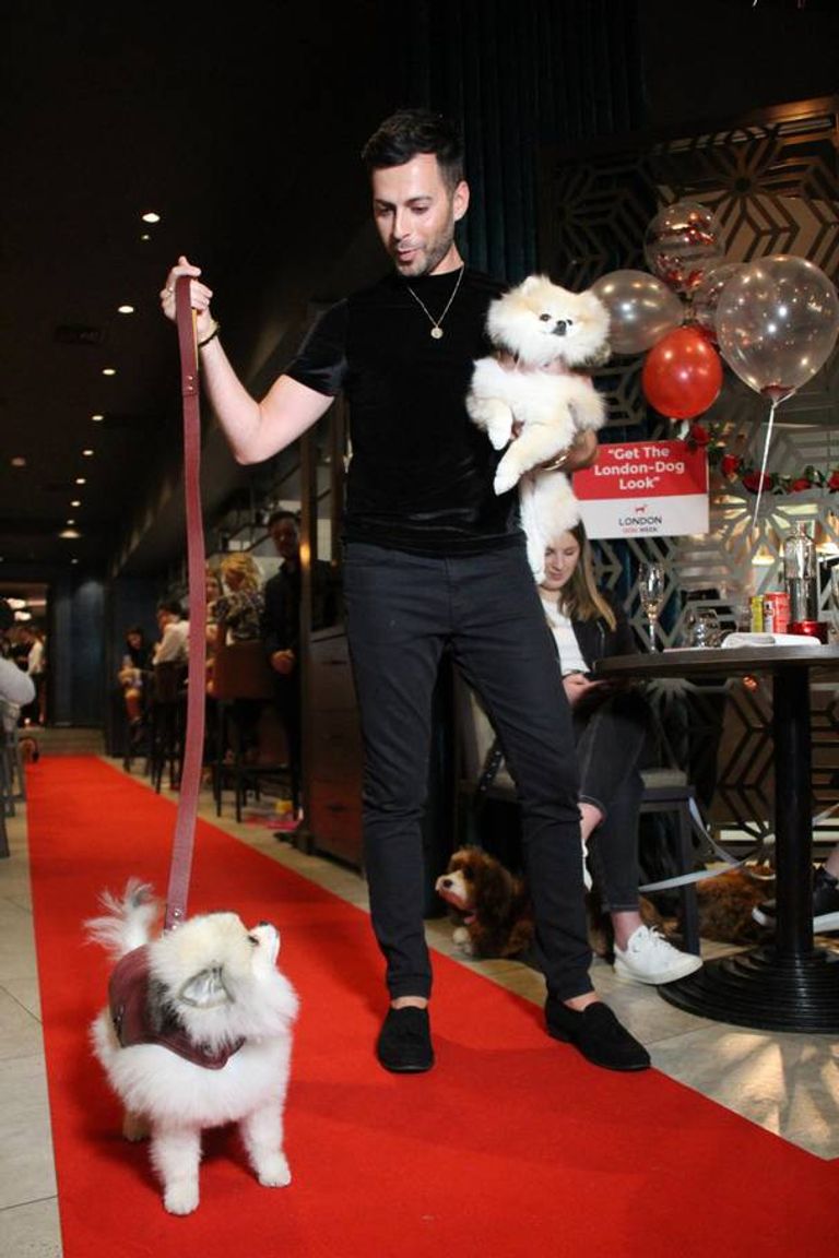 من ختام فعاليات أسبوع لندن للكلاب