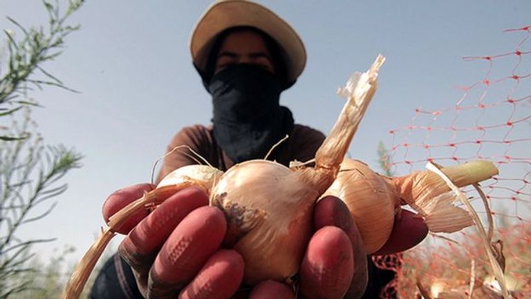 محصول بطاطس في إيران - أرشيفية