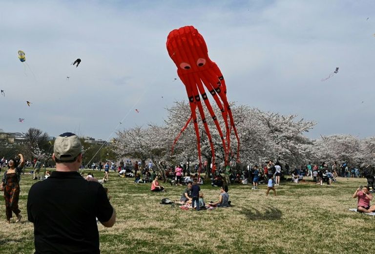 طائرات ورقية في مهرجان تفتُّح أزهار الكرز