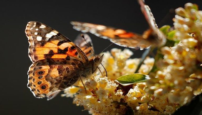 الدراسة تأتي عقب تحذيرات من انخفاض كارثي في أعداد الحشرات