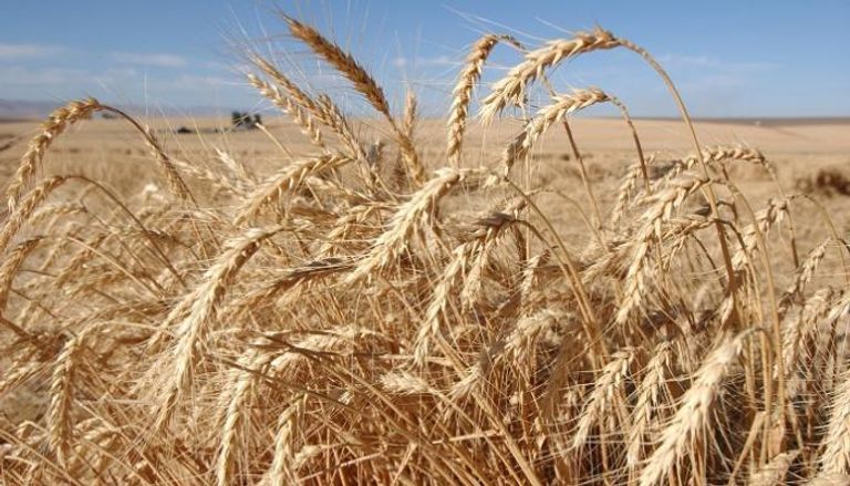 الأردن يشتري 60 ألف طن من القمح الصلد في مناقصة