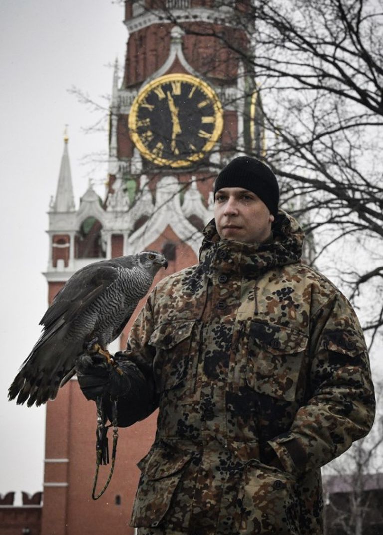 أنثى طائر الباز "ألفا"