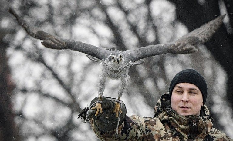أنثى طائر الباز "ألفا"