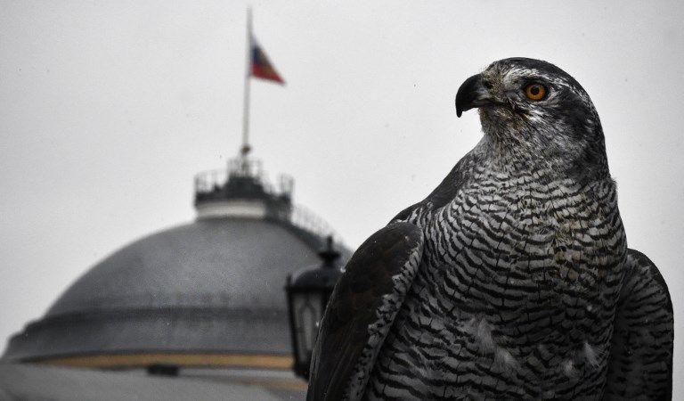 أنثى طائر الباز "ألفا"