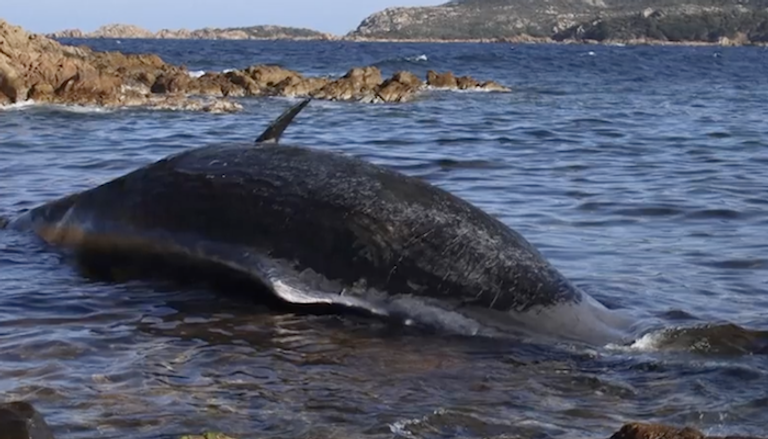 الحوت النافق على سواحل جزيرة سردينيا