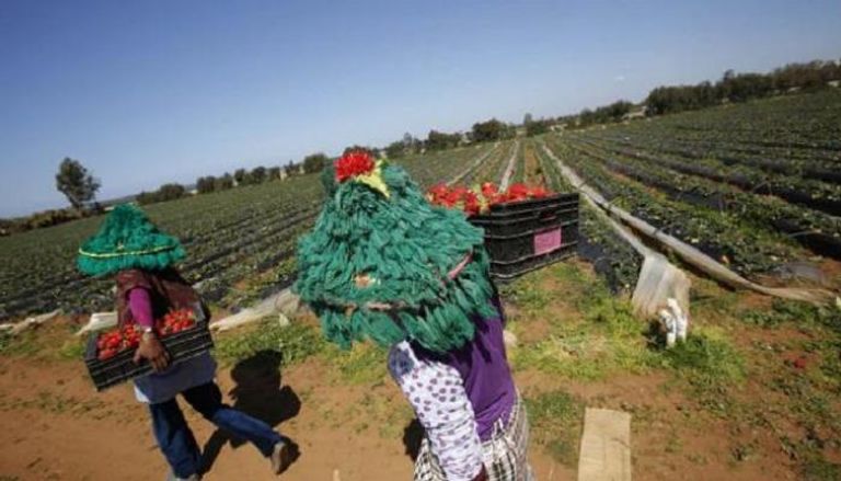 مزارعان في حقل فراولة بالمغرب - رويترز