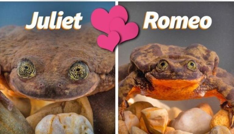 الضفدعان روميو وجولييت يتشاركان الحوض
