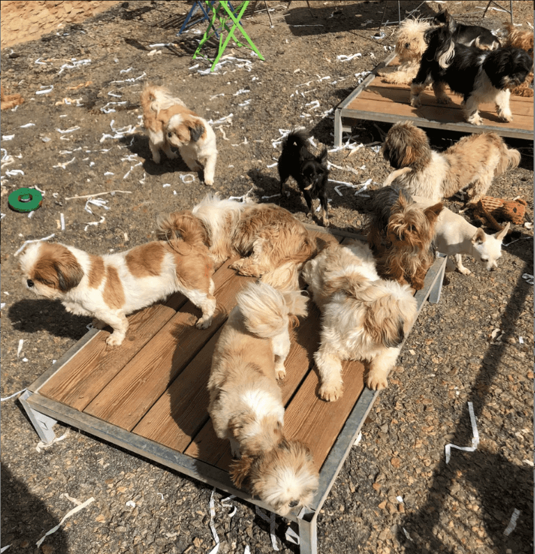 جانب من الكلاب المعروضة في المزاد