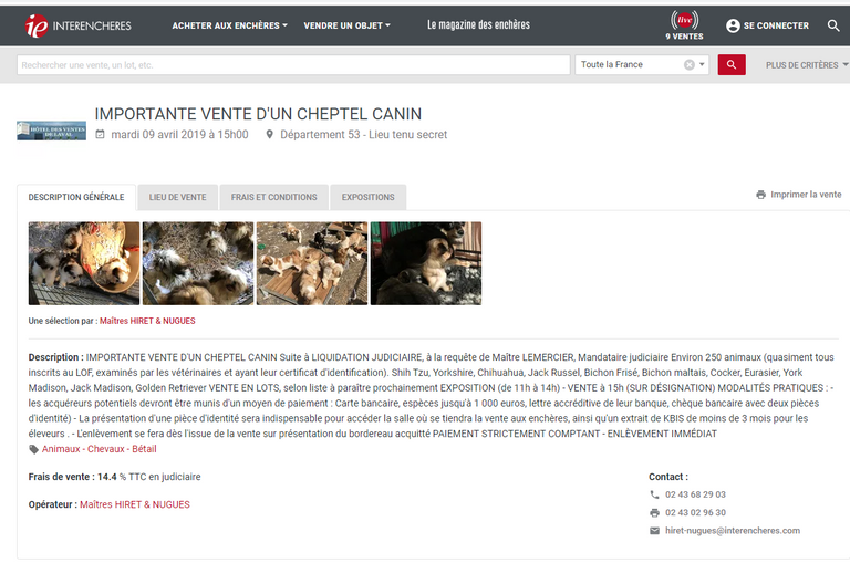 جانب من الكلاب المعروضة في المزاد