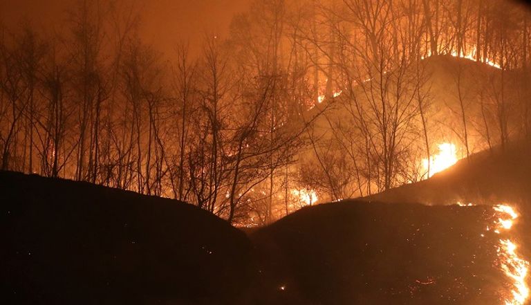 حرائق الغابات في كوريا الجنوبية