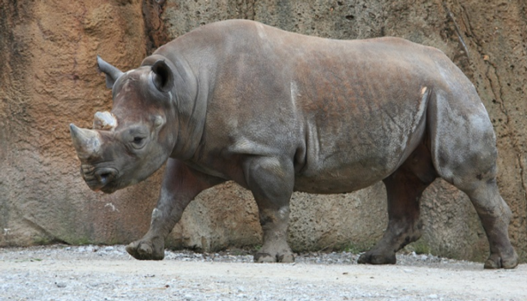 هونج كونج تضبط 82 كيلو من قرون وحيد القرن في عملية تهريب كبرى