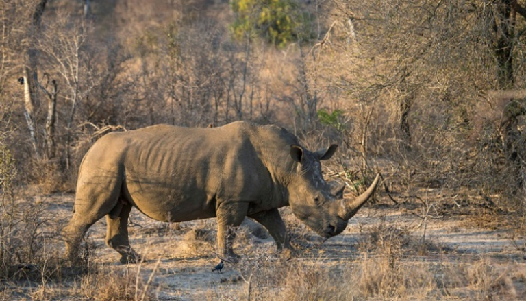 حيوان وحيد القرن في متنزه كروجر الوطني بجنوب أفريقيا