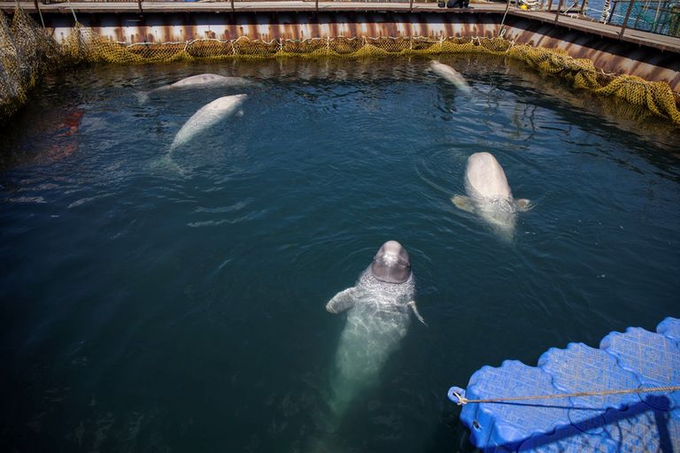 روسيا تطلق 100 حوت بعد احتجازها 