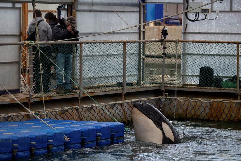 روسيا تطلق 100 حوت بعد احتجازها 