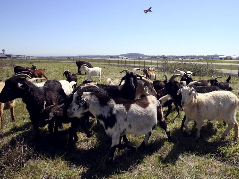 الماعز.. أحدث سلاح لمواجهة حرائق الغابات في أمريكا - صورة أرشيفية