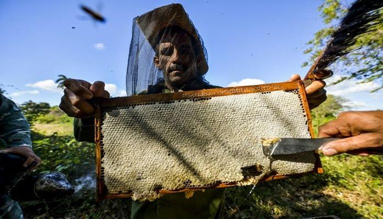 تجارة العسل الكوبي تزدهر بفضل نقاء الريف