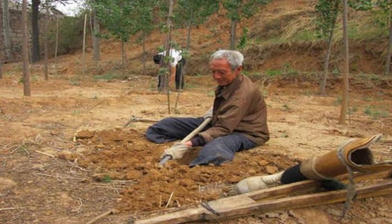 ماو سانشياو خلال تقليب التربة لزراعة الأشجار 
