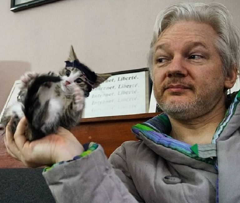 قط جوليان أسانج