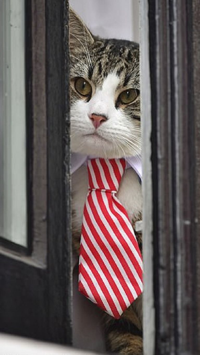 قط جوليان أسانج