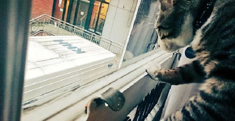 قط جوليان أسانج