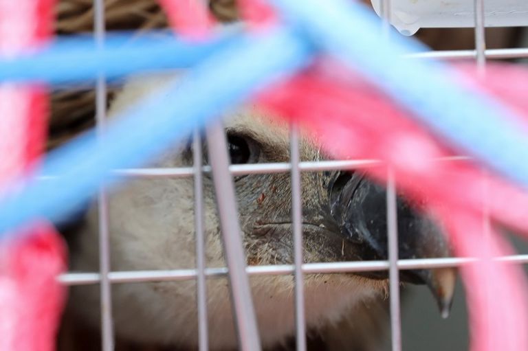 أنثى نسر شاردة عادت إلى عشها بطائرة تجارية