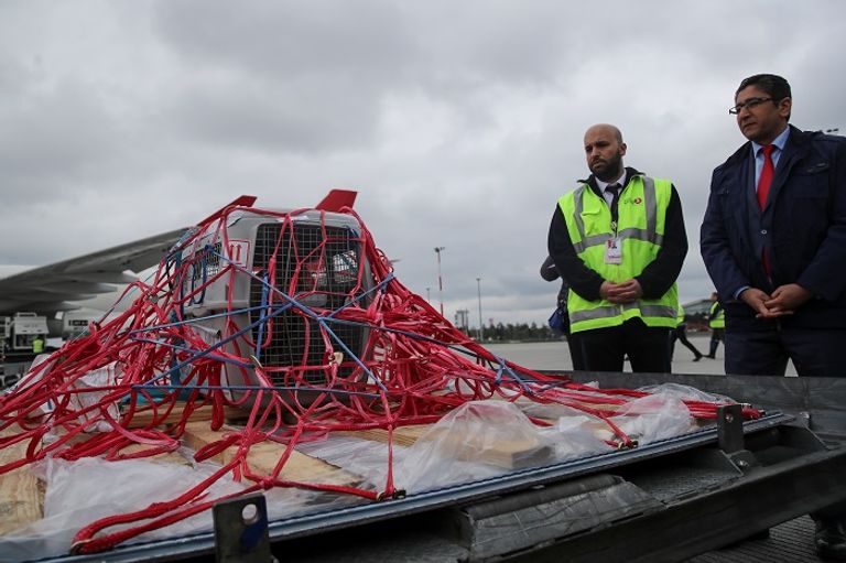 أنثى نسر شاردة عادت إلى عشها بطائرة تجارية