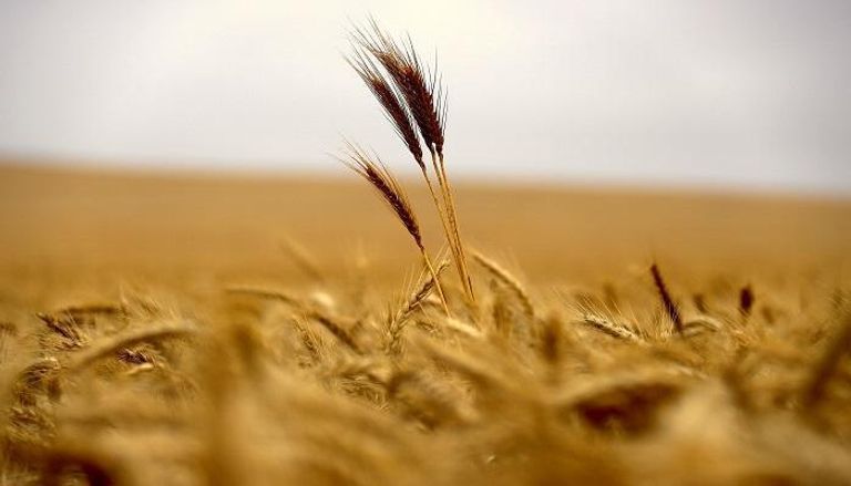 مؤسسة الحبوب السعودية تشتري القمح المزروع