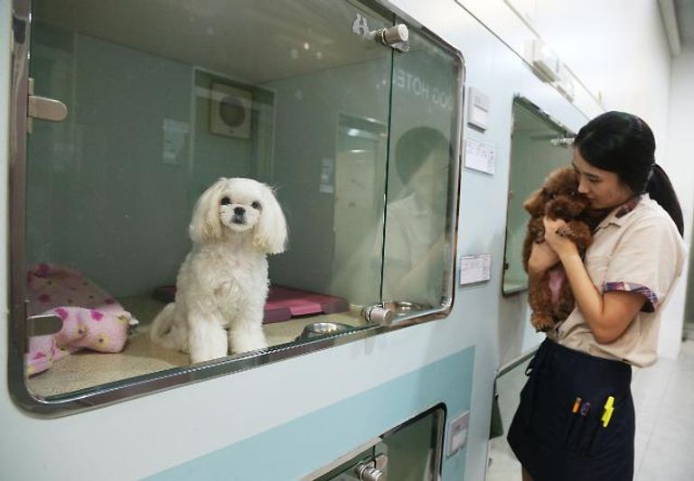 سوق الحيوانات الأليفة في الصين