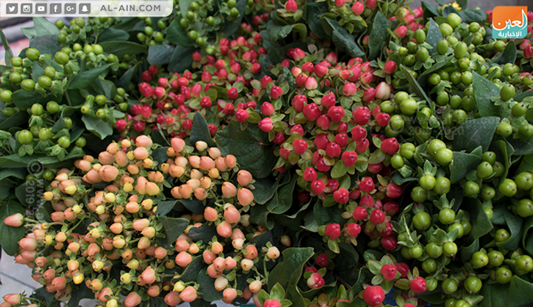 الزهور في إثيوبيا.. لكل مناسبة لون