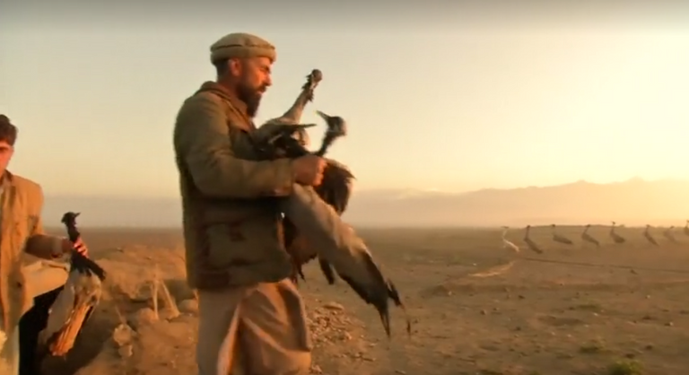 بالصور.. صيد طائر الكركي رياضة أفغانية بلا رصاص - صورة 2