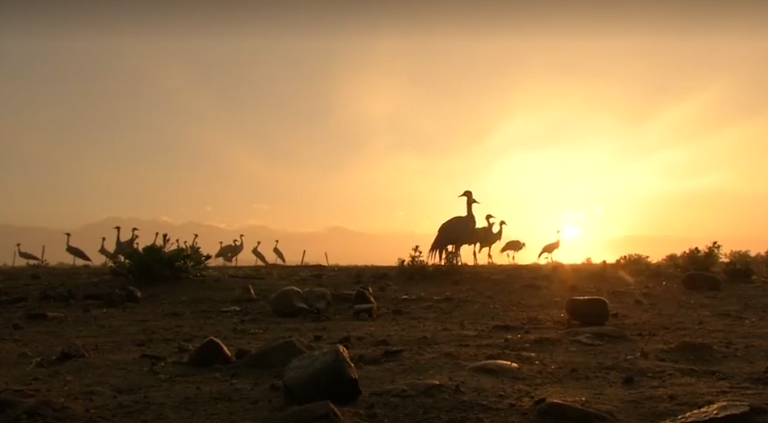 بالصور.. صيد طائر الكركي رياضة أفغانية بلا رصاص - صورة 7