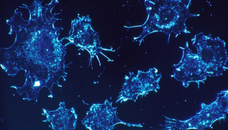 بعض الخلايا السرطانية تنجح في الاختفاء من عقار "سيبيساماتاب" 
